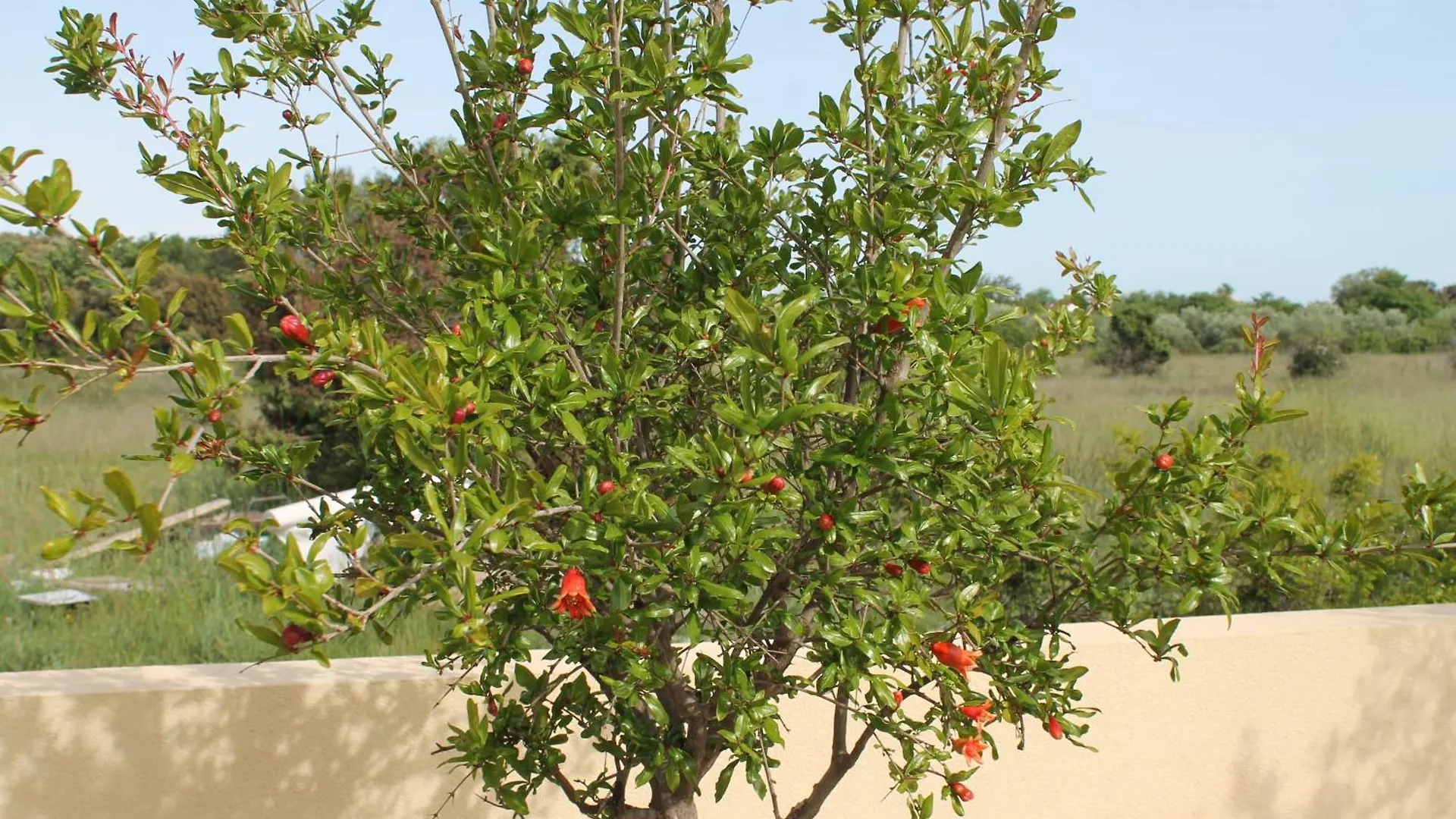 Zaton-Nin Holidays - Olive Apartment Zaton  Croatia